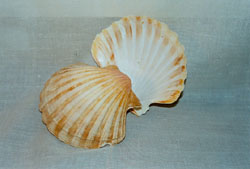 Conchas